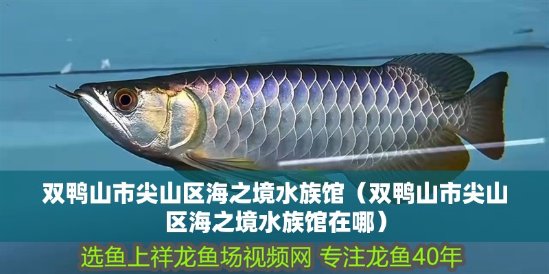 雙鴨山市尖山區海之境水族館（雙鴨山市尖山區海之境水族館在哪）