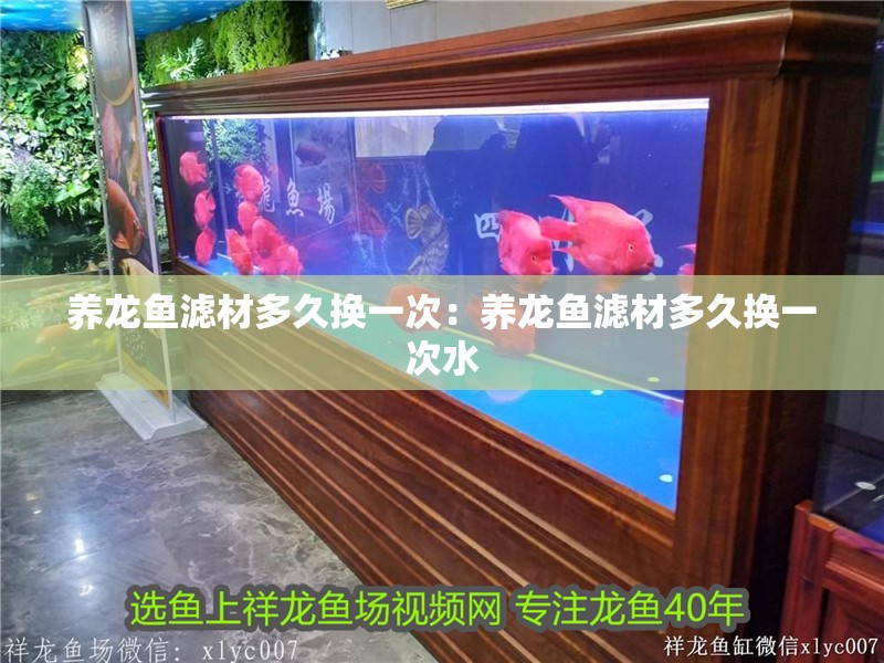 養(yǎng)龍魚濾材多久換一次：養(yǎng)龍魚濾材多久換一次水