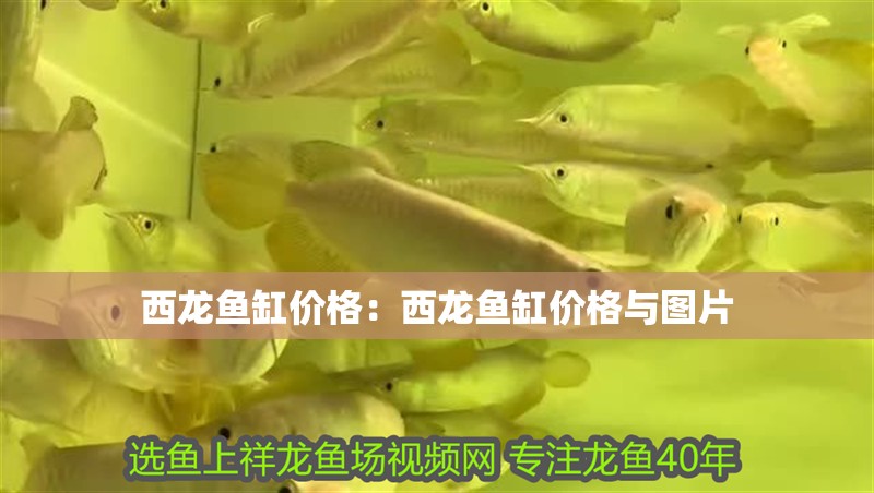 西龍魚(yú)缸價(jià)格：西龍魚(yú)缸價(jià)格與圖片