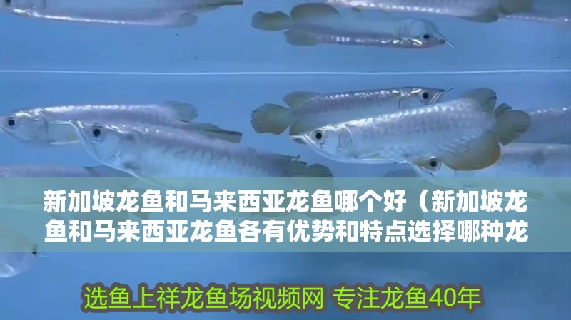 新加坡龍魚和馬來西亞龍魚哪個好（新加坡龍魚和馬來西亞龍魚各有優勢和特點選擇哪種龍魚更好）