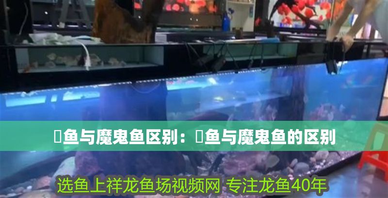 魟魚與魔鬼魚區別：魟魚與魔鬼魚的區別
