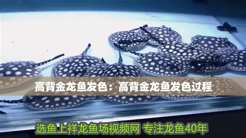 高背金龍魚發(fā)色：高背金龍魚發(fā)色過程