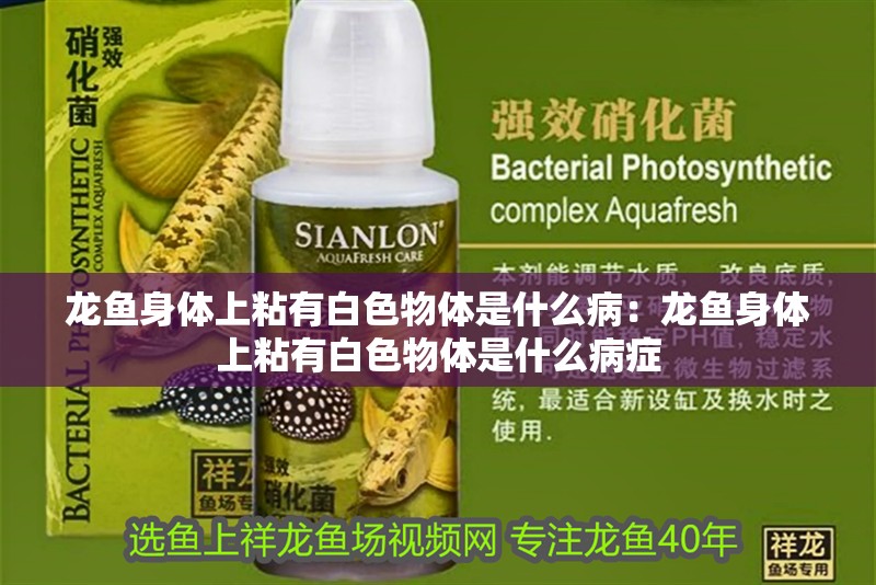龍魚身體上粘有白色物體是什么病：龍魚身體上粘有白色物體是什么病癥