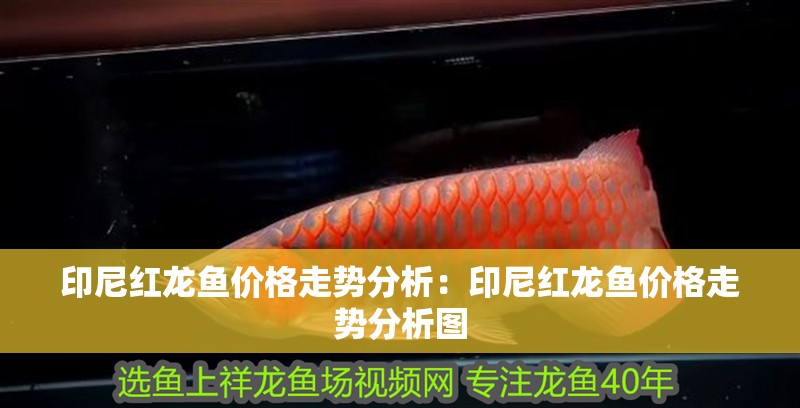 印尼紅龍魚(yú)價(jià)格走勢(shì)分析：印尼紅龍魚(yú)價(jià)格走勢(shì)分析圖