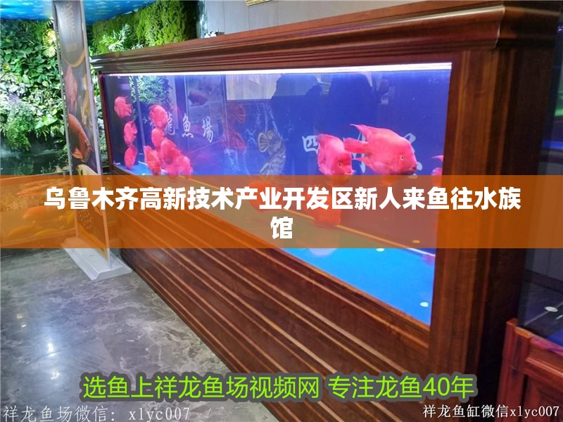 烏魯木齊高新技術產業開發區新人來魚往水族館