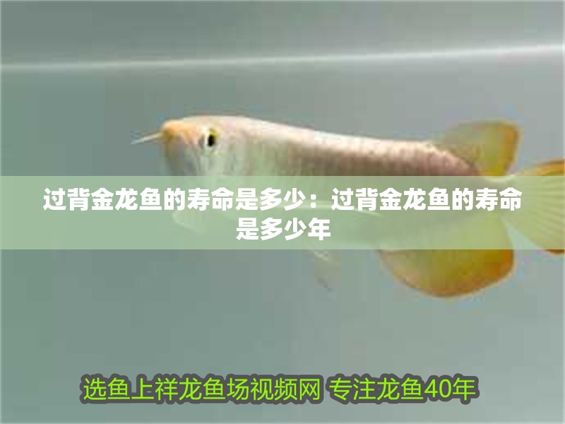 過背金龍魚的壽命是多少：過背金龍魚的壽命是多少年