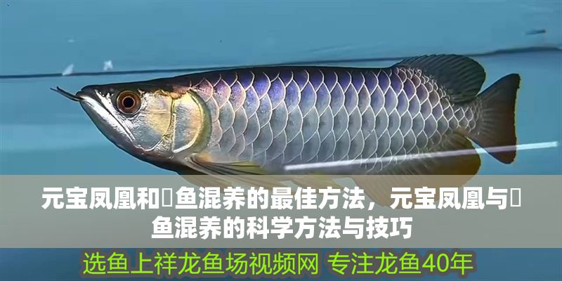 元寶鳳凰和魟魚混養的最佳方法，元寶鳳凰與魟魚混養的科學方法與技巧