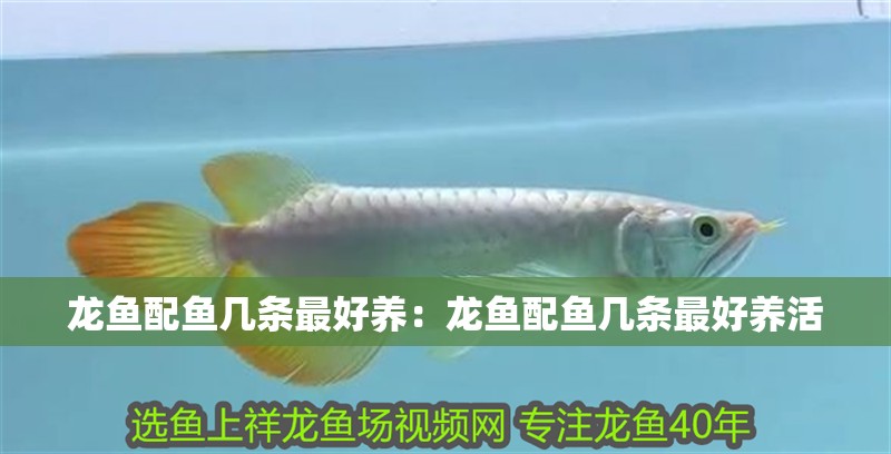 龍魚配魚幾條最好養：龍魚配魚幾條最好養活