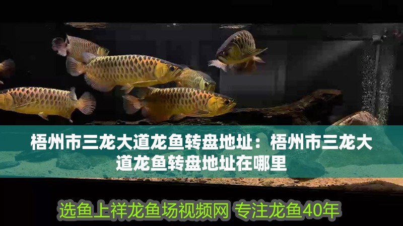 梧州市三龍大道龍魚轉(zhuǎn)盤地址：梧州市三龍大道龍魚轉(zhuǎn)盤地址在哪里 梧州市三龍大道龍魚轉(zhuǎn)盤地址：梧州市三龍大道龍魚轉(zhuǎn)盤地址在哪里 水族問答