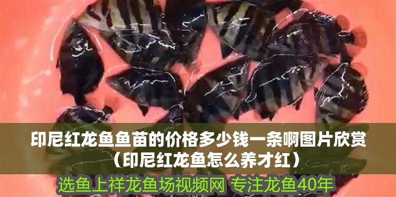 印尼紅龍魚魚苗的價格多少錢一條啊圖片欣賞（印尼紅龍魚怎么養才紅）