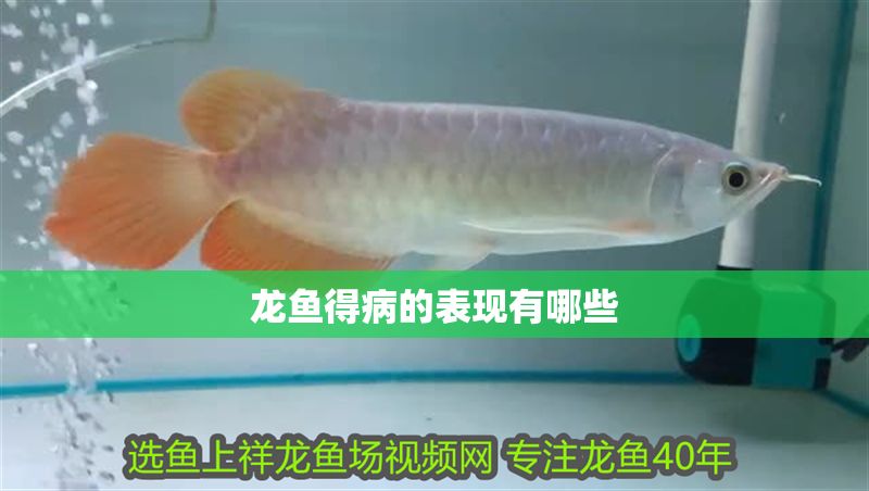 龍魚(yú)得病的表現(xiàn)有哪些