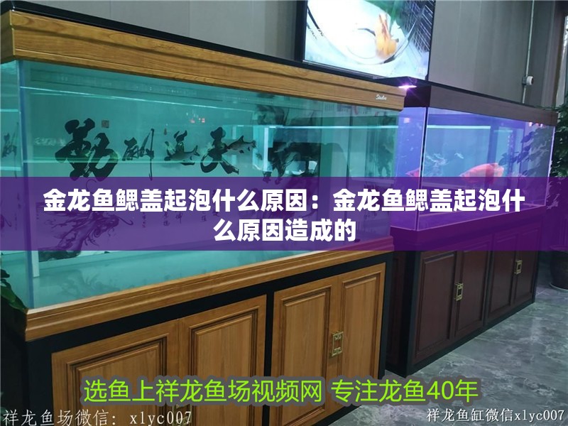 金龍魚鰓蓋起泡什么原因：金龍魚鰓蓋起泡什么原因造成的 金龍魚鰓蓋起泡什么原因：金龍魚鰓蓋起泡什么原因造成的 水族問答