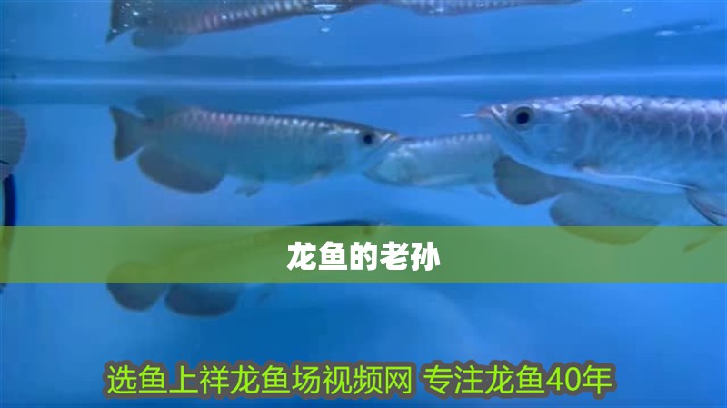 龍魚(yú)的老孫