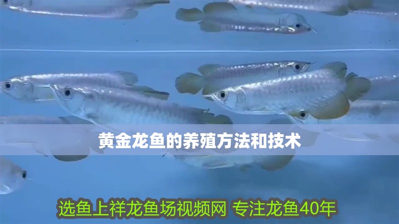 黃金龍魚的養(yǎng)殖方法和技術