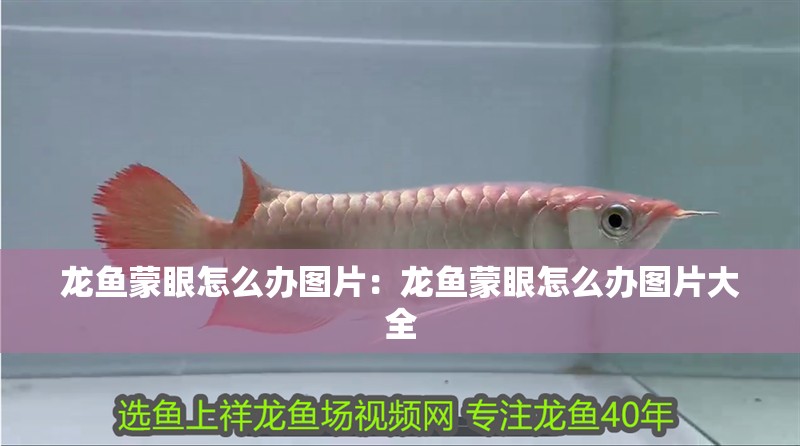 龍魚蒙眼怎么辦圖片：龍魚蒙眼怎么辦圖片大全
