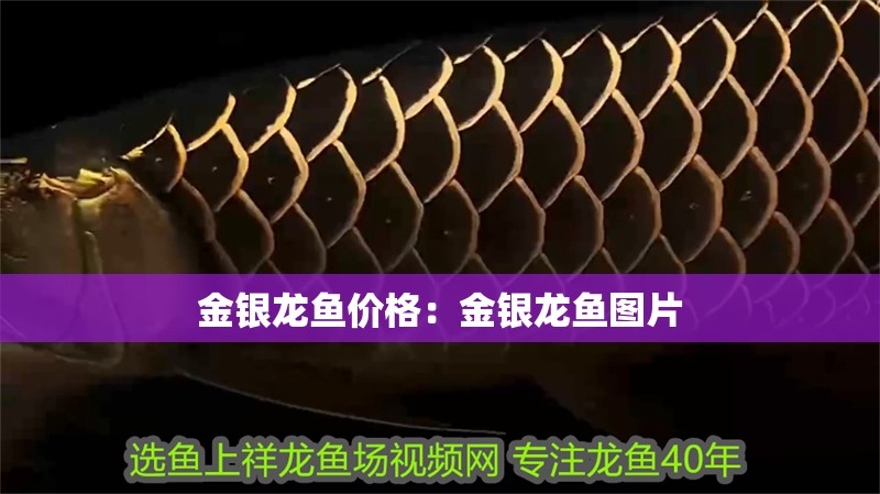 金銀龍魚價格:金銀龍魚圖片 水族問答 金銀龍魚價格:金銀龍魚圖片 金銀龍魚價格:金銀龍魚圖片 水族問答