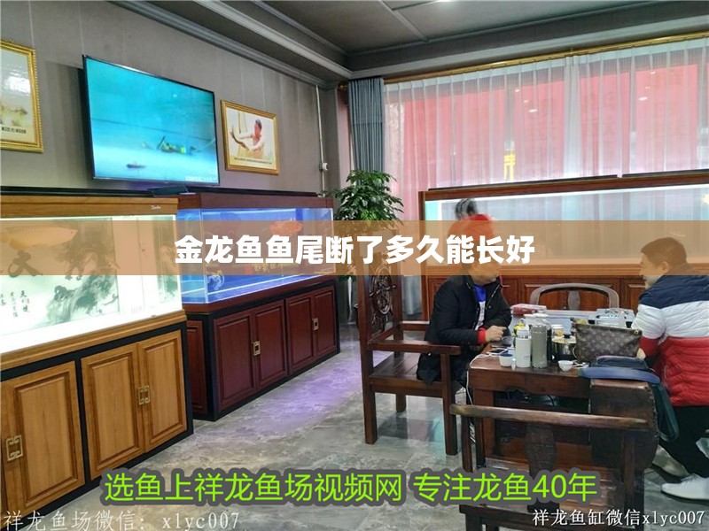金龍魚魚尾斷了多久能長(zhǎng)好