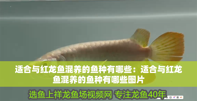適合與紅龍魚混養的魚種有哪些：適合與紅龍魚混養的魚種有哪些圖片