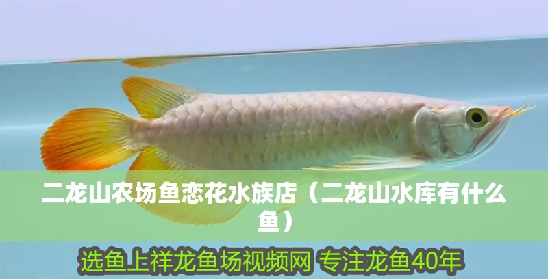 二龍山農(nóng)場魚戀花水族店（二龍山水庫有什么魚）
