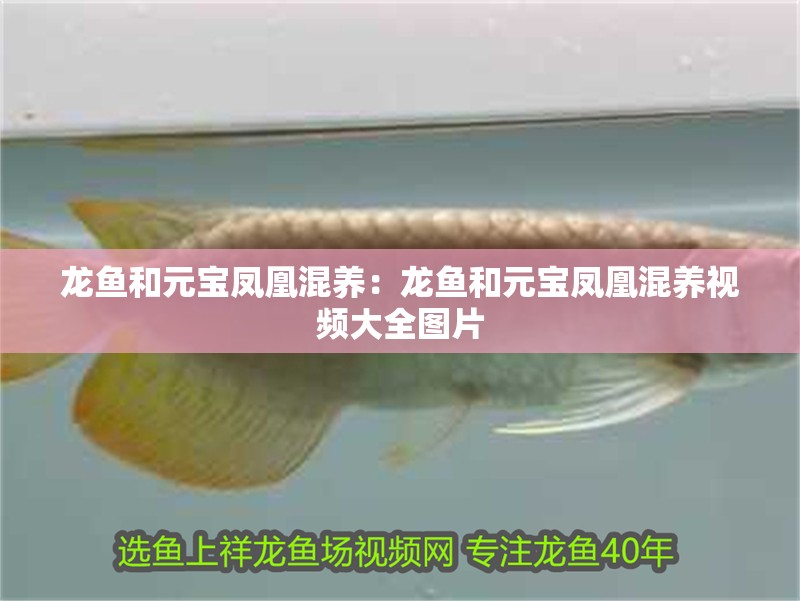 龍魚和元寶鳳凰混養：龍魚和元寶鳳凰混養視頻大全圖片