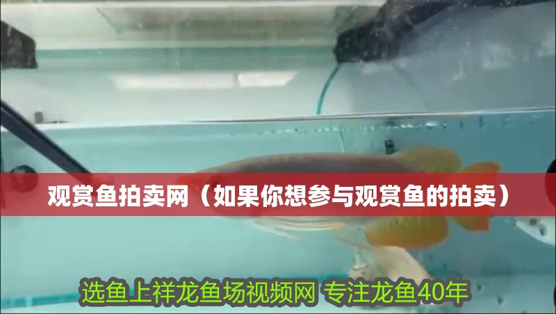 觀賞魚拍賣網(wǎng)（如果你想?yún)⑴c觀賞魚的拍賣）