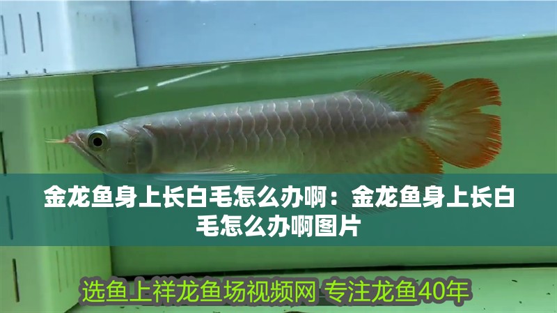 金龍魚(yú)身上長(zhǎng)白毛怎么辦啊：金龍魚(yú)身上長(zhǎng)白毛怎么辦啊圖片