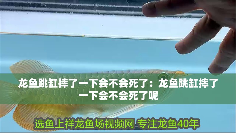 龍魚跳缸摔了一下會不會死了：龍魚跳缸摔了一下會不會死了呢