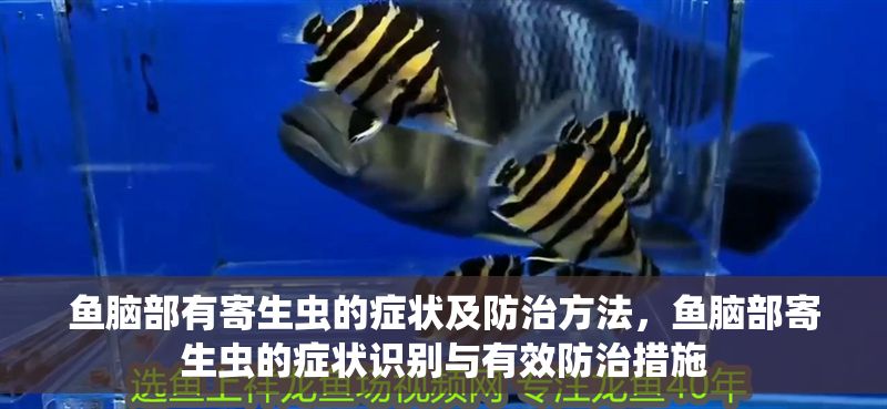 魚腦部有寄生蟲的癥狀及防治方法，魚腦部寄生蟲的癥狀識別與有效防治措施