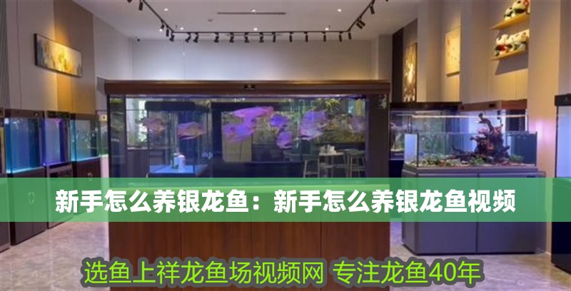新手怎么養銀龍魚：新手怎么養銀龍魚視頻