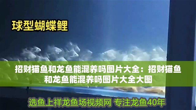 招財貓魚和龍魚能混養嗎圖片大全：招財貓魚和龍魚能混養嗎圖片大全大圖