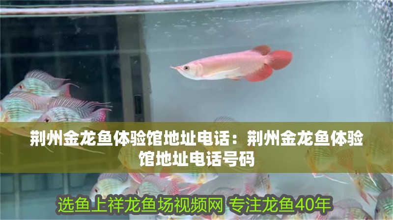 荊州金龍魚體驗館地址電話：荊州金龍魚體驗館地址電話號碼 荊州金龍魚體驗館地址電話：荊州金龍魚體驗館地址電話號碼 水族問答