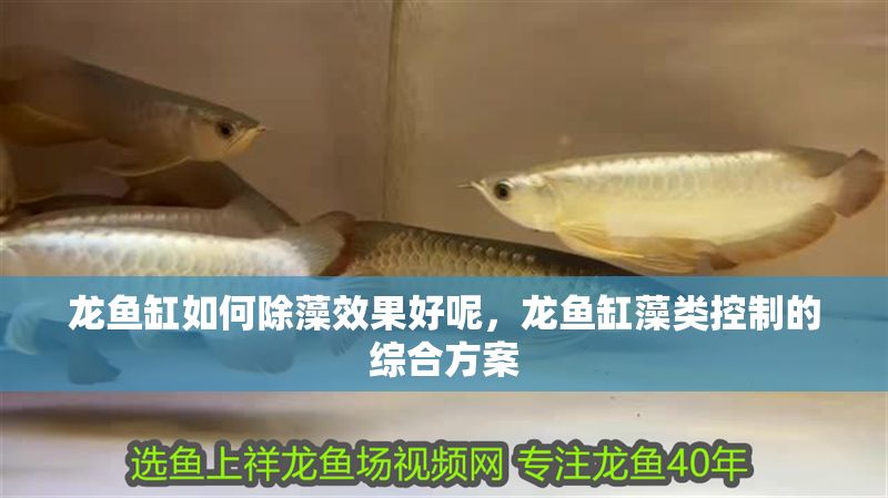 龍魚缸如何除藻效果好呢，龍魚缸藻類控制的綜合方案