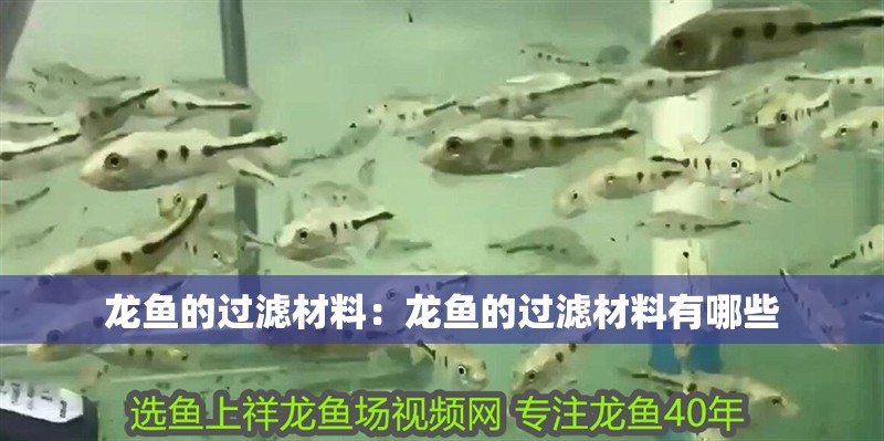 龍魚的過濾材料：龍魚的過濾材料有哪些