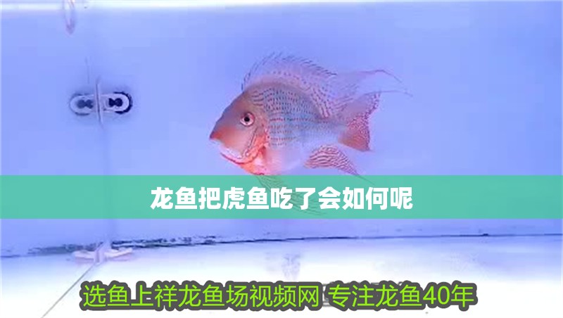 龍魚把虎魚吃了會如何呢