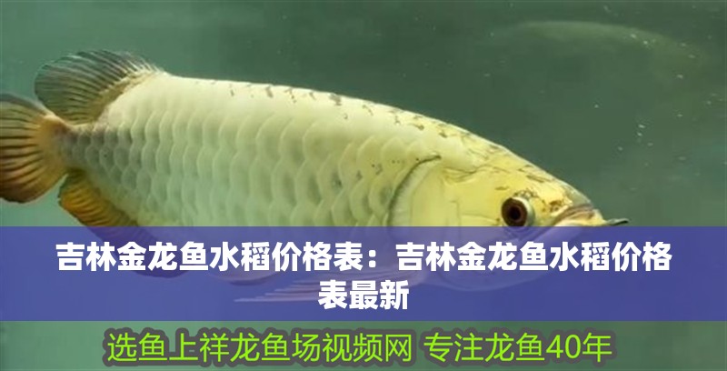 吉林金龍魚水稻價格表：吉林金龍魚水稻價格表最新 吉林金龍魚水稻價格表：吉林金龍魚水稻價格表最新 水族問答