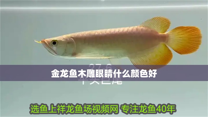 金龍魚木雕眼睛什么顏色好