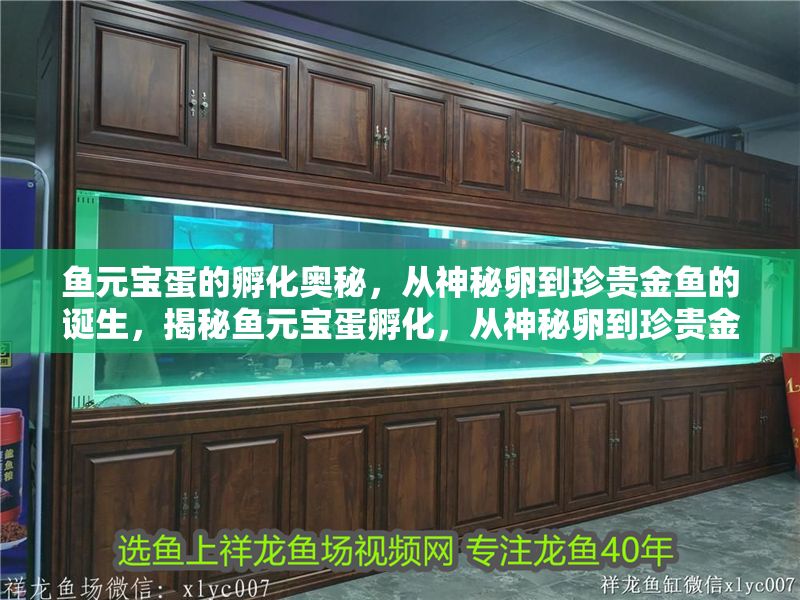 魚元寶蛋的孵化奧秘，從神秘卵到珍貴金魚的誕生，揭秘魚元寶蛋孵化，從神秘卵到珍貴金魚的蛻變之旅 魚元寶蛋的孵化奧秘，從神秘卵到珍貴金魚的誕生，揭秘魚元寶蛋孵化，從神秘卵到珍貴金魚的蛻變之旅 龍魚百科 第1張