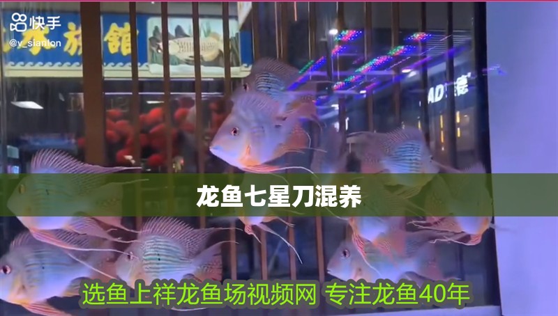 龍魚七星刀混養(yǎng)