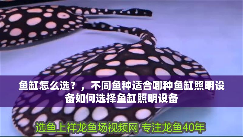 魚缸怎么選?,不同魚種適合哪種魚缸照明設備如何選擇魚缸照明設備 魚缸百科 第2張 魚缸怎么選?,不同魚種適合哪種魚缸照明設備如何選擇魚缸照明設備 魚缸怎么選?,不同魚種適合哪種魚缸照明設備如何選擇魚缸照明設備 魚缸百科 第2張