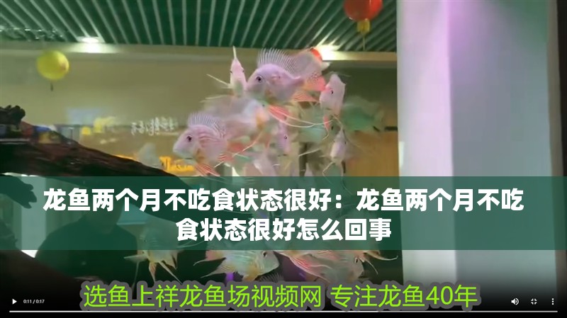 龍魚兩個月不吃食狀態很好：龍魚兩個月不吃食狀態很好怎么回事