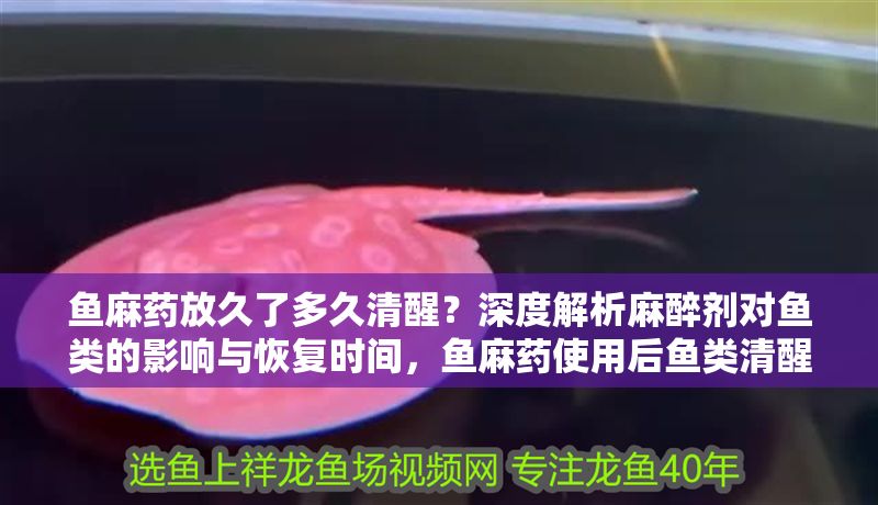 魚麻藥放久了多久清醒？深度解析麻醉劑對魚類的影響與恢復(fù)時間，魚麻藥使用后魚類清醒時間及麻醉劑影響深度解析 魚麻藥放久了多久清醒？深度解析麻醉劑對魚類的影響與恢復(fù)時間，魚麻藥使用后魚類清醒時間及麻醉劑影響深度解析 龍魚常見疾病 第1張