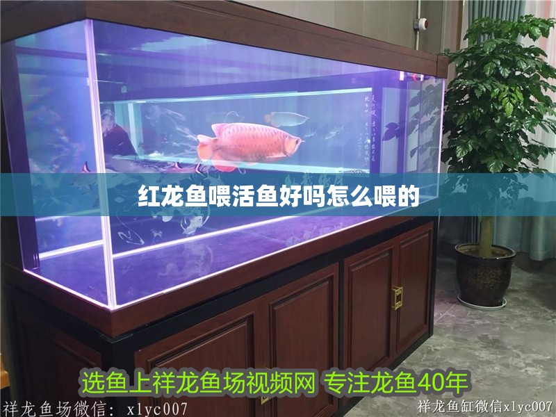 紅龍魚喂活魚好嗎怎么喂的