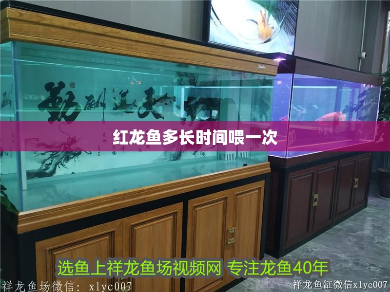 紅龍魚多長時間喂一次
