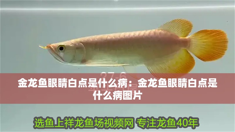 金龍魚眼睛白點是什么病：金龍魚眼睛白點是什么病圖片