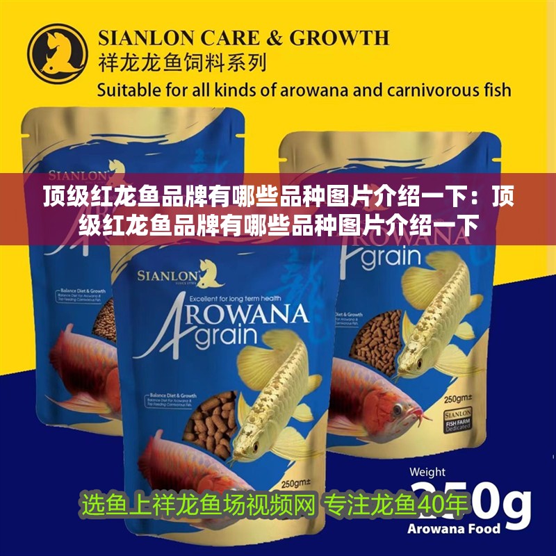 頂級紅龍魚品牌有哪些品種圖片介紹一下：頂級紅龍魚品牌有哪些品種圖片介紹一下 頂級紅龍魚品牌有哪些品種圖片介紹一下：頂級紅龍魚品牌有哪些品種圖片介紹一下 水族問答