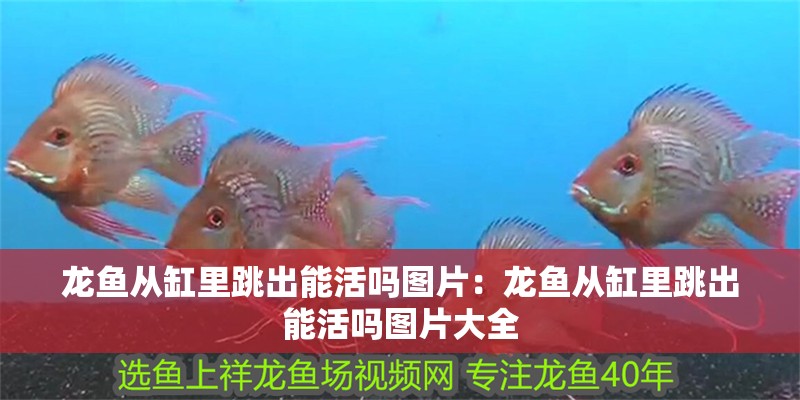 龍魚從缸里跳出能活嗎圖片：龍魚從缸里跳出能活嗎圖片大全 龍魚從缸里跳出能活嗎圖片：龍魚從缸里跳出能活嗎圖片大全 水族問答