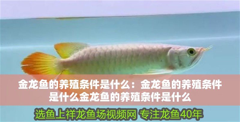 金龍魚的養殖條件是什么：金龍魚的養殖條件是什么金龍魚的養殖條件是什么 金龍魚的養殖條件是什么：金龍魚的養殖條件是什么金龍魚的養殖條件是什么 龍魚百科 第2張