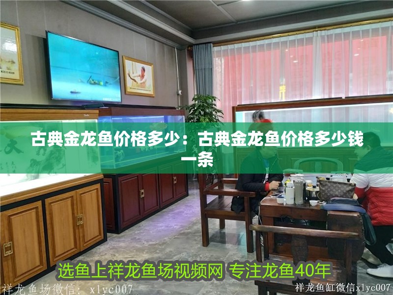 古典金龍魚價(jià)格多少：古典金龍魚價(jià)格多少錢一條