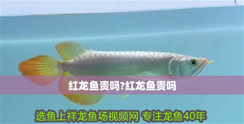 紅龍魚貴嗎?紅龍魚貴嗎 紅龍魚貴嗎?紅龍魚貴嗎 水族問答