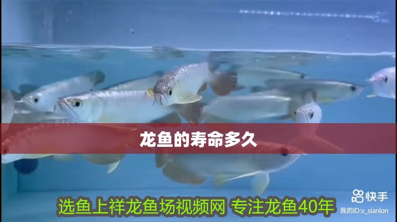 龍魚的壽命多久
